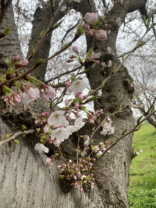 桜